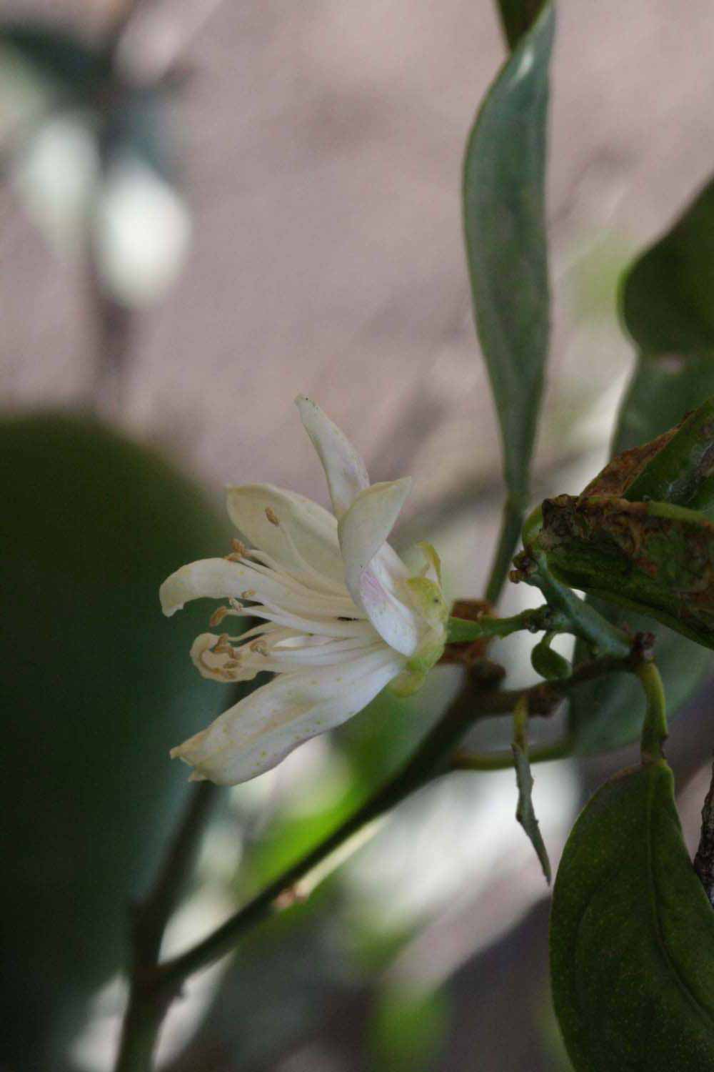              Flower (Riverside, CA)       